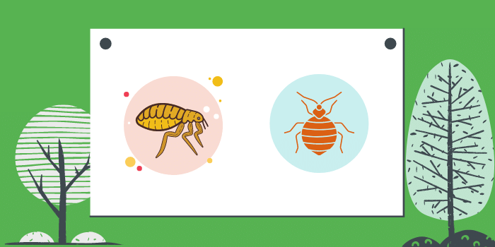 How To Differentiate Between Fleas And Bed Bugs? Find Out